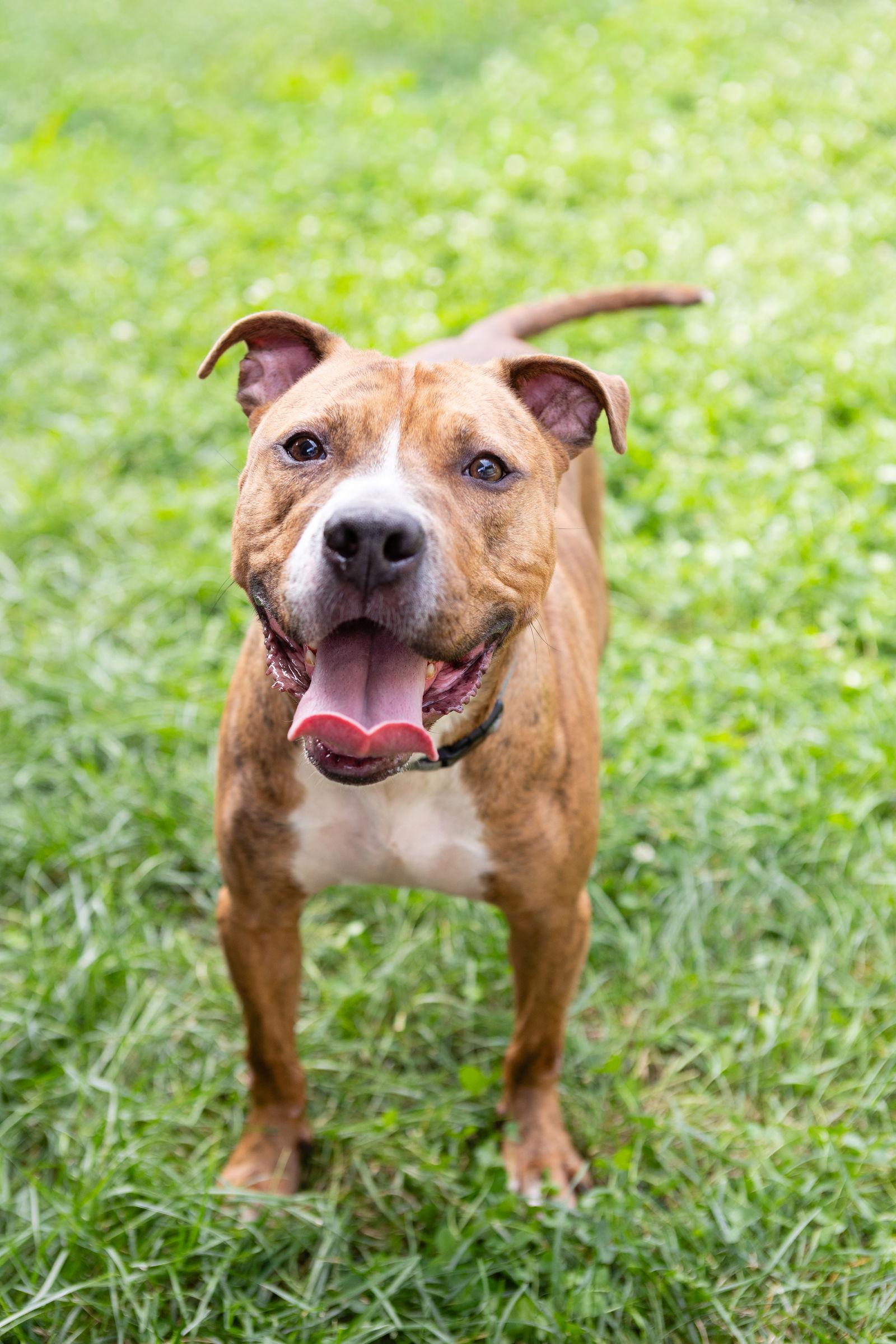 Enlarge Raphael, a Adoptable Pit Bull Terrier in Chicago, IL image 1/3