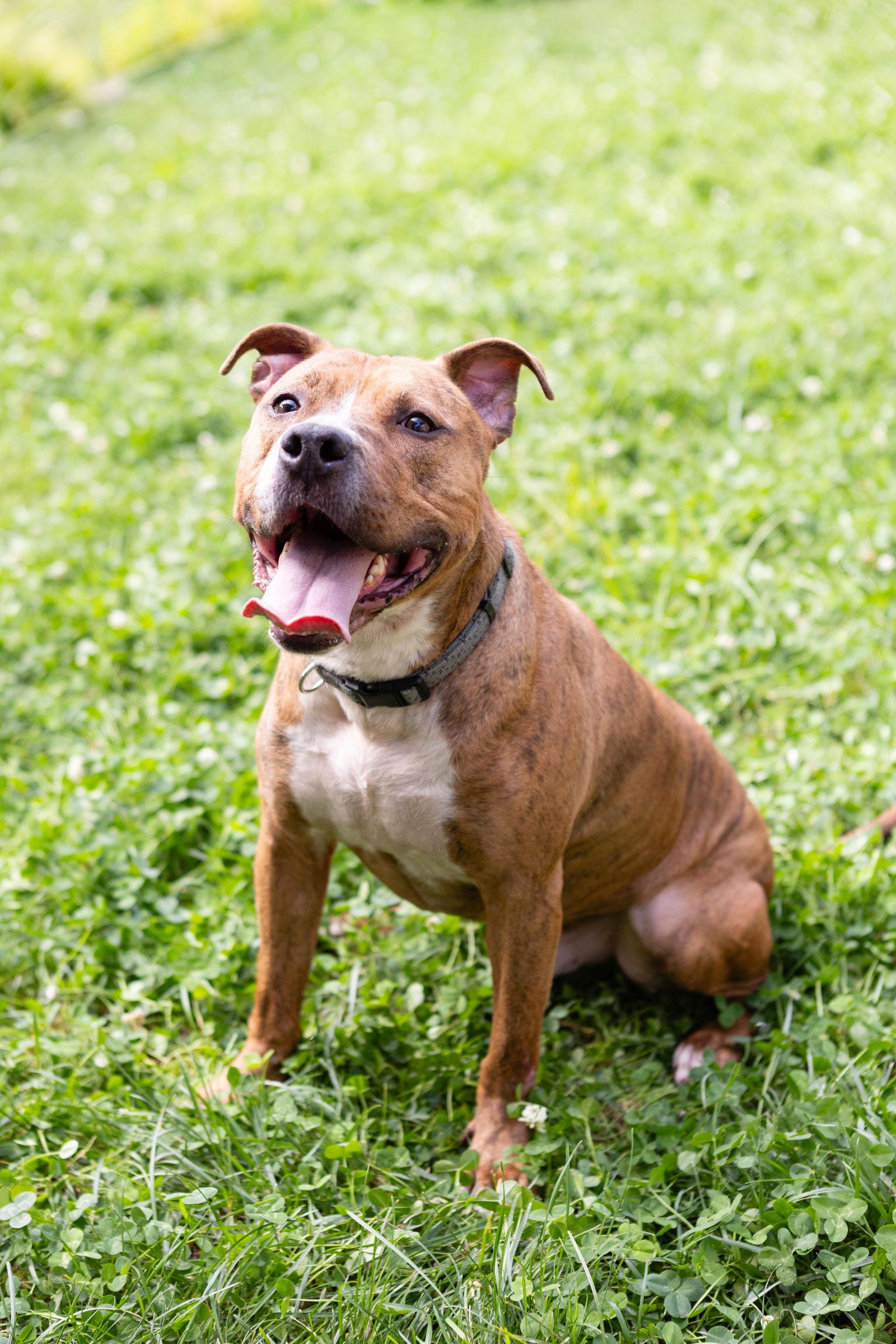 Enlarge Raphael, a Adoptable Pit Bull Terrier in Chicago, IL image 2/3