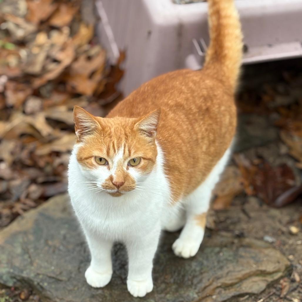 Precious - Feral, Adoptable, Adult Male Domestic Short Hair.