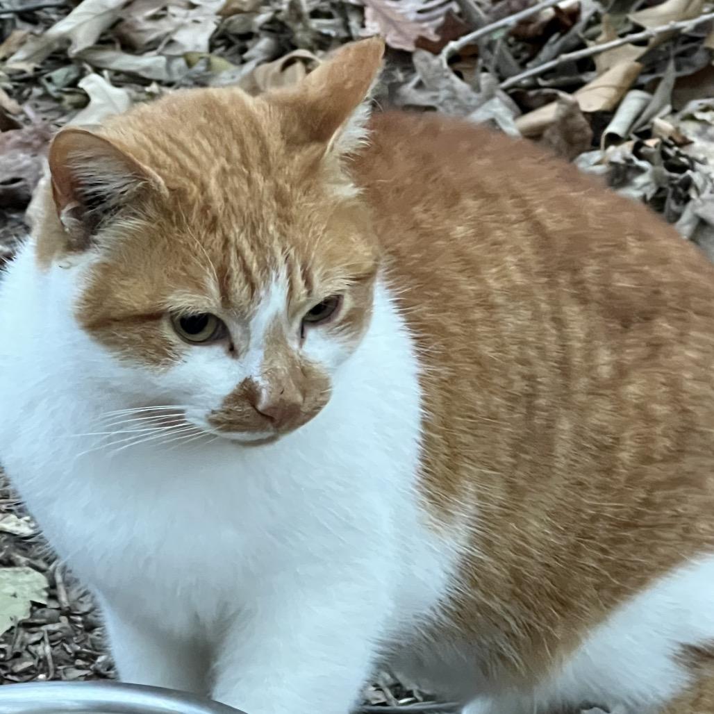 Precious, Adoptable, Adult Male Domestic Short Hair.