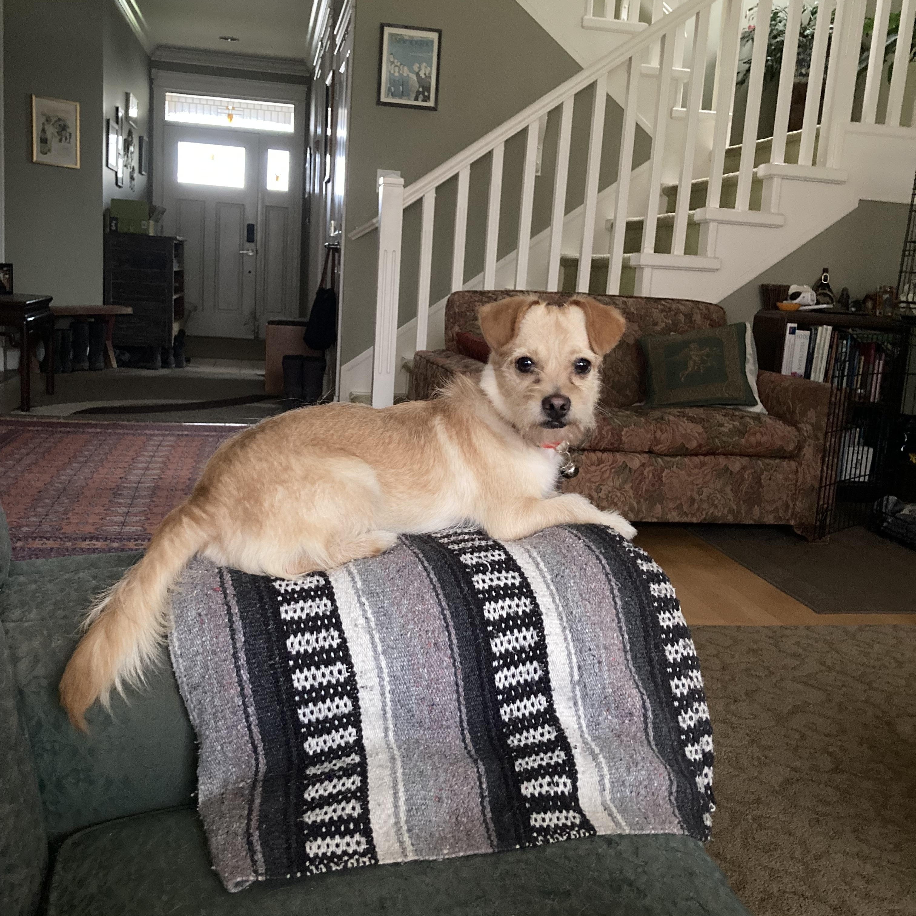 Tilly, adopted, Adult Female Terrier.