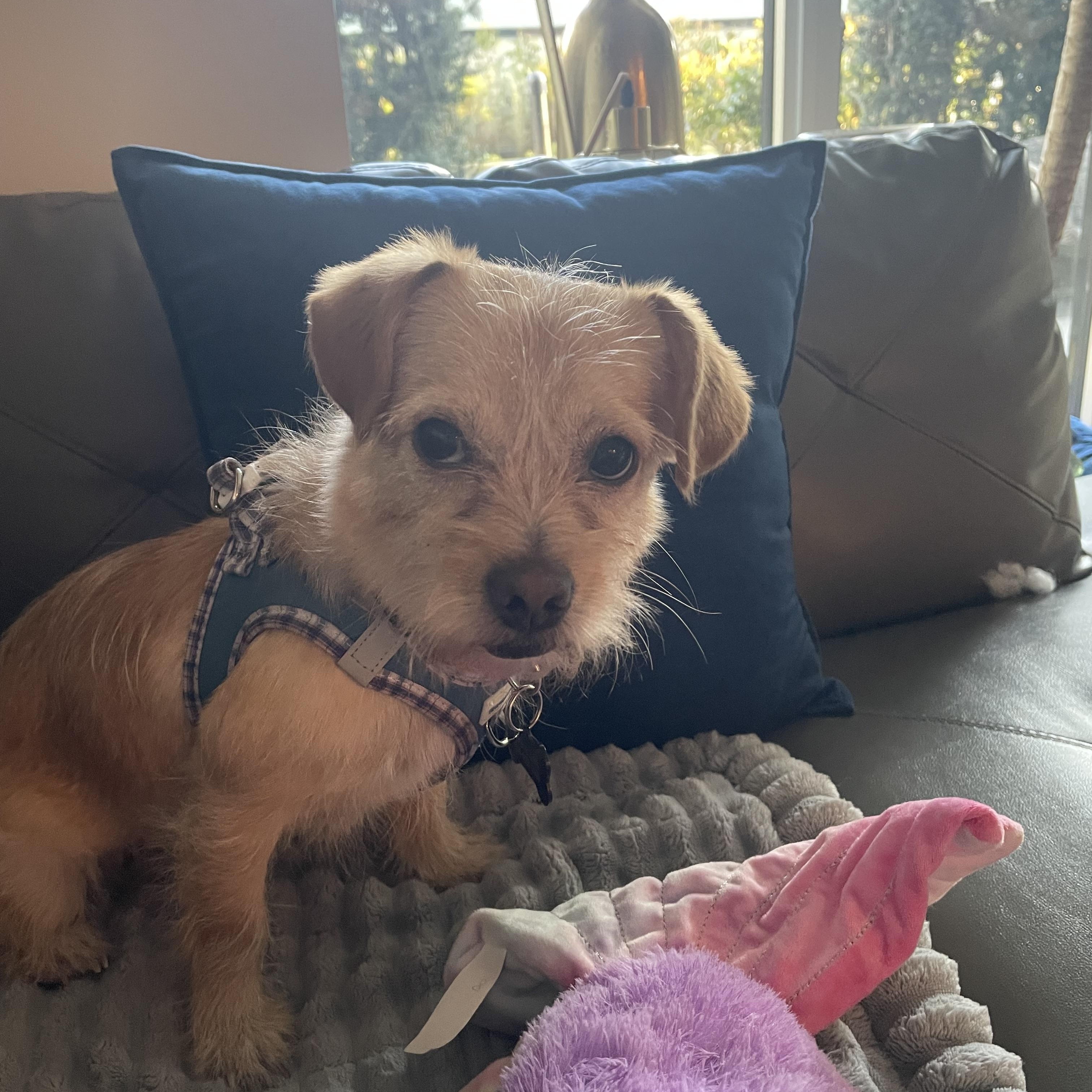 Tilly, an adopted mixed breed in North Vancouver, BC image 2/6