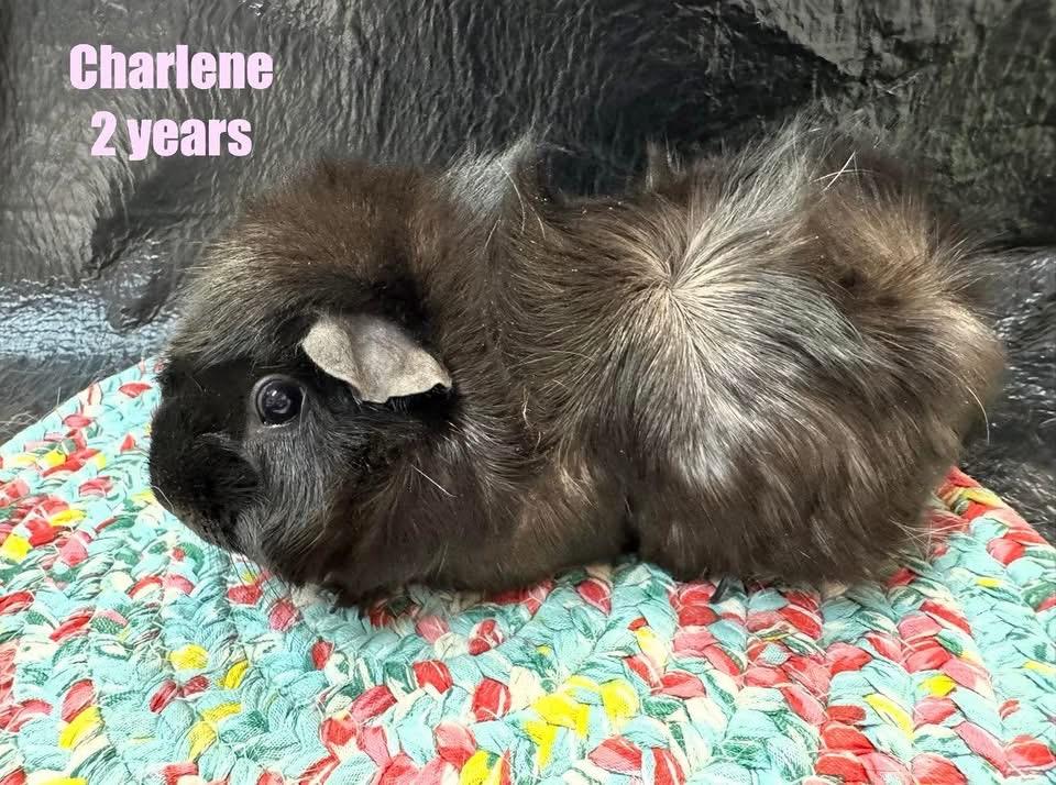 Charlene, adopted, Adult Female Abyssinian.