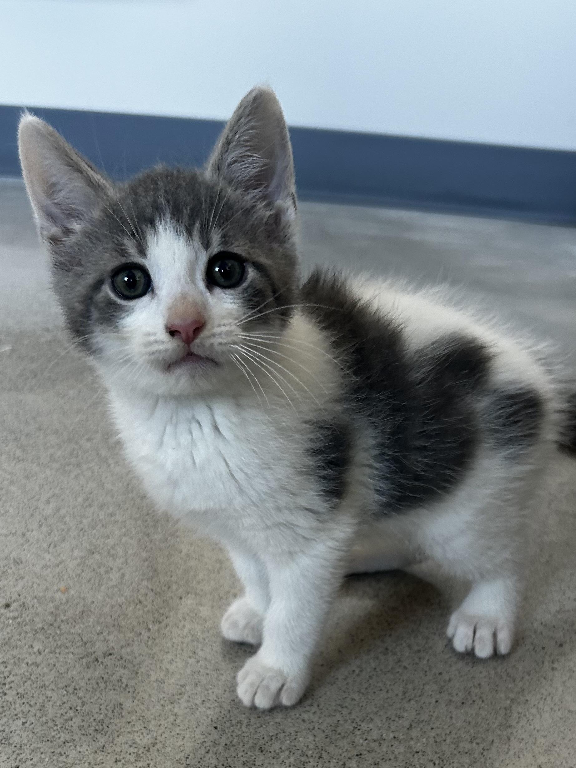 Enlarge Cloud, a Adoptable Domestic Medium Hair in Sandusky, MI image 1/1