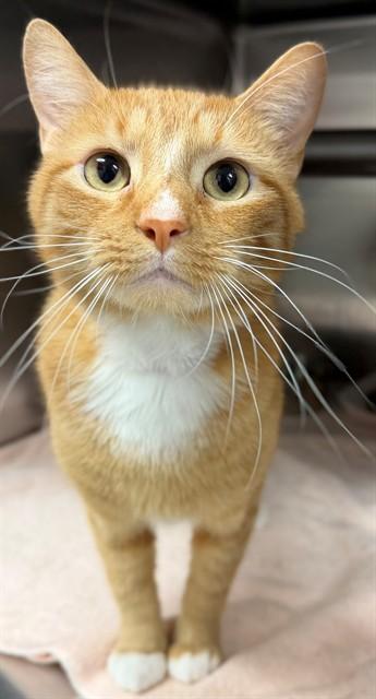 EDDIE, Adoptable, Adult Male Domestic Short Hair.
