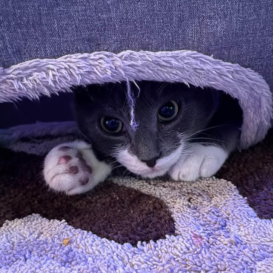 Enlarge Kung Pao, a Adoptable Domestic Short Hair in Jacksonville, OR image 1/3