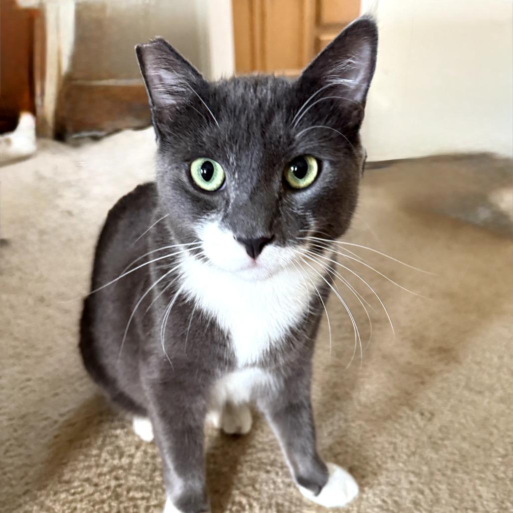 Enlarge Kung Pao, a Adoptable Domestic Short Hair in Jacksonville, OR image 2/3