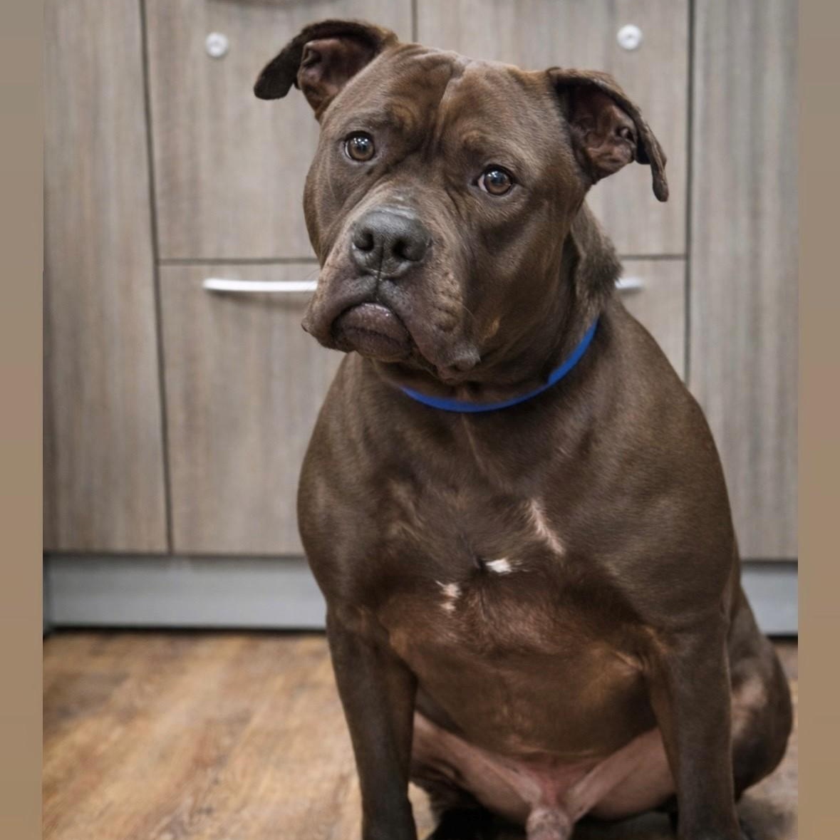 Enlarge Fudge, a ADOPTABLE Mixed Breed in Syosset, NY image 1/1