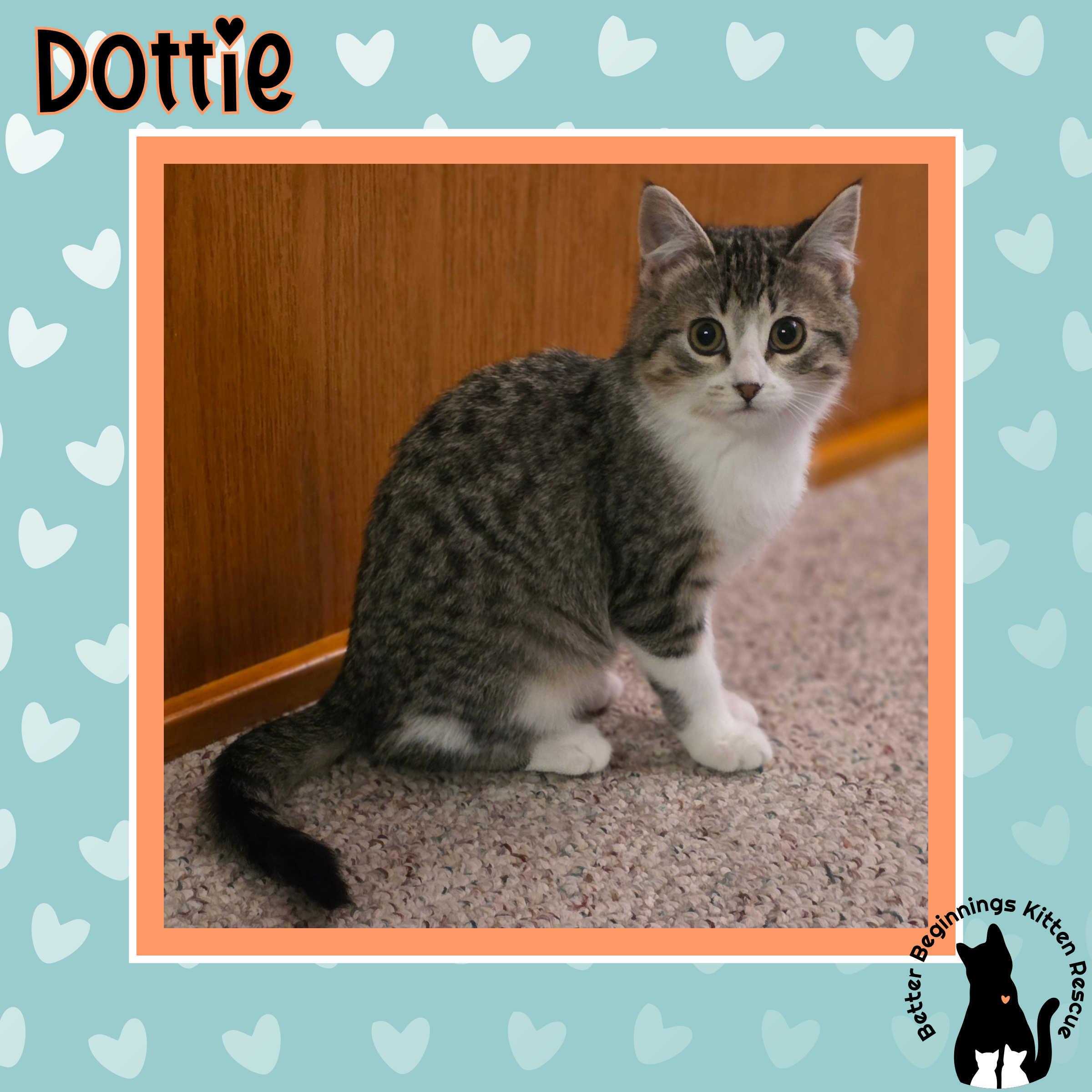 20112025K, Adopted, Young Female Domestic Short Hair.