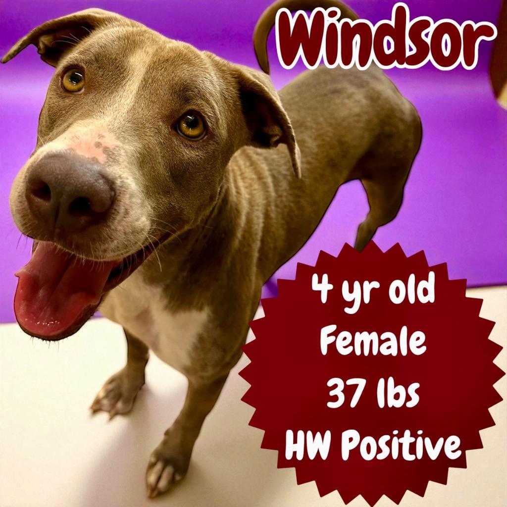 Enlarge Windsor, a Adoptable mixed breed in Sorrento, LA image 1/2