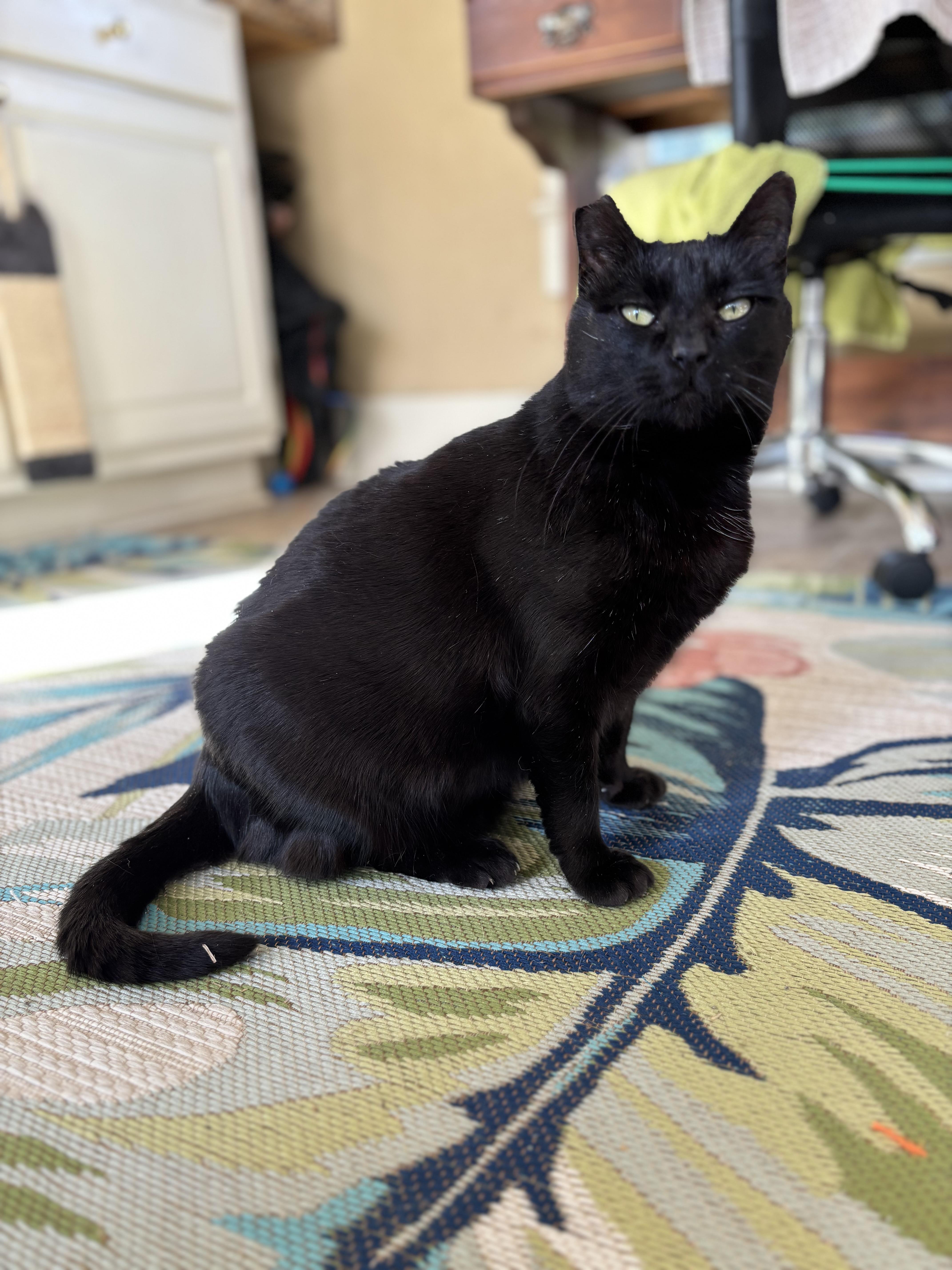 Merleaux, ADOPTABLE, Adult Female Domestic Short Hair.