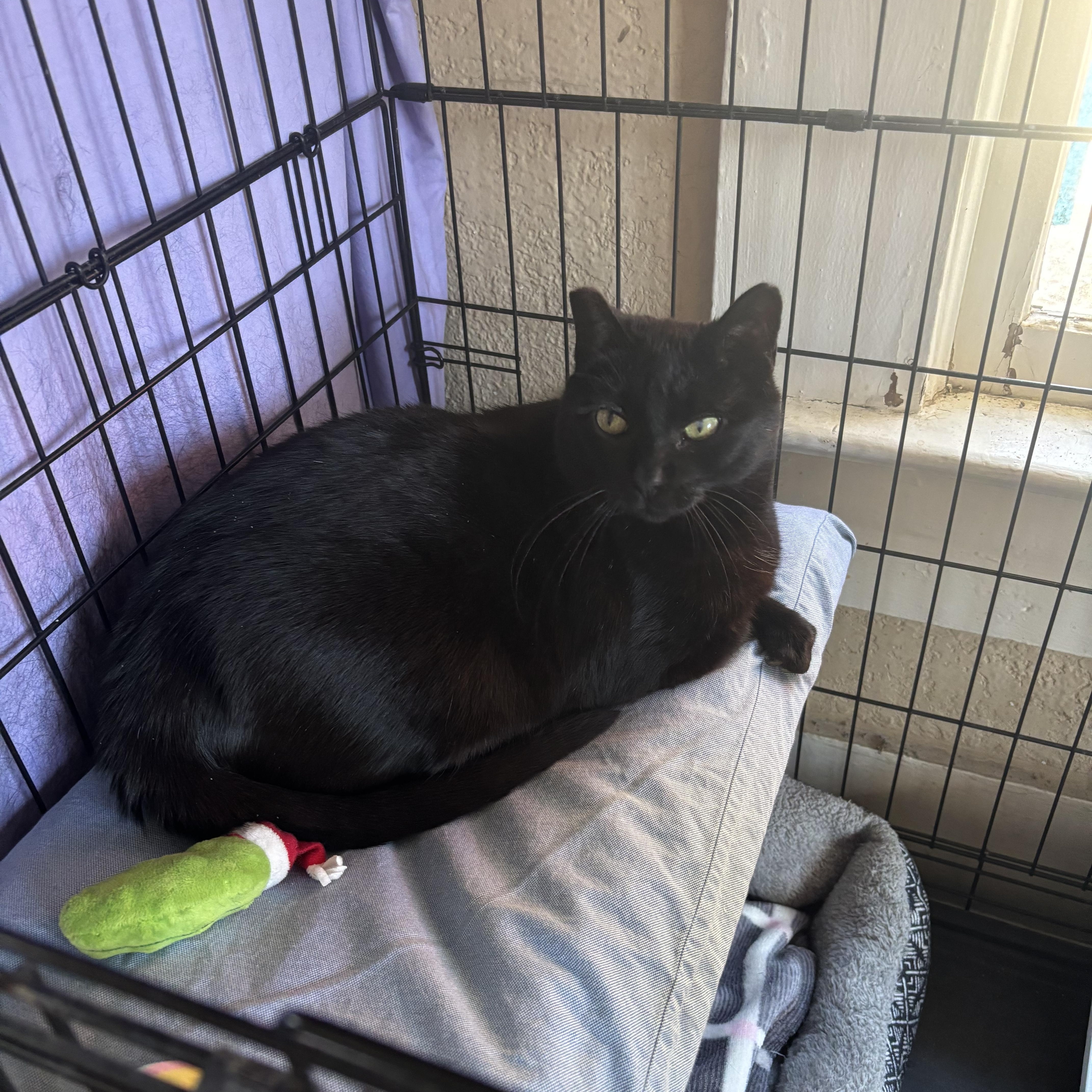 Merleaux, a ADOPTABLE Domestic Short Hair in Statesboro, GA image 2/2