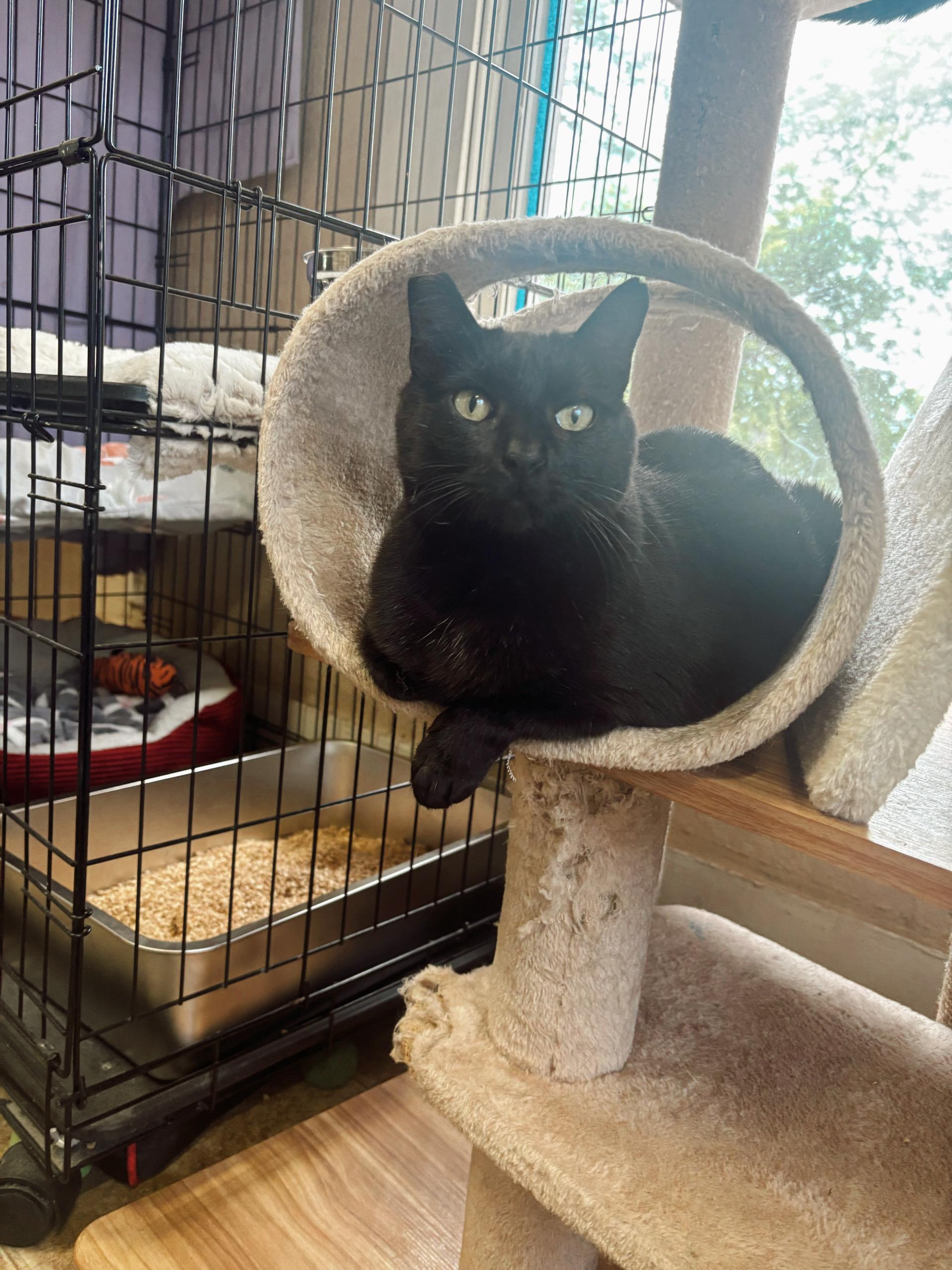 Merleaux, a ADOPTABLE Domestic Short Hair in Statesboro, GA image 2/2