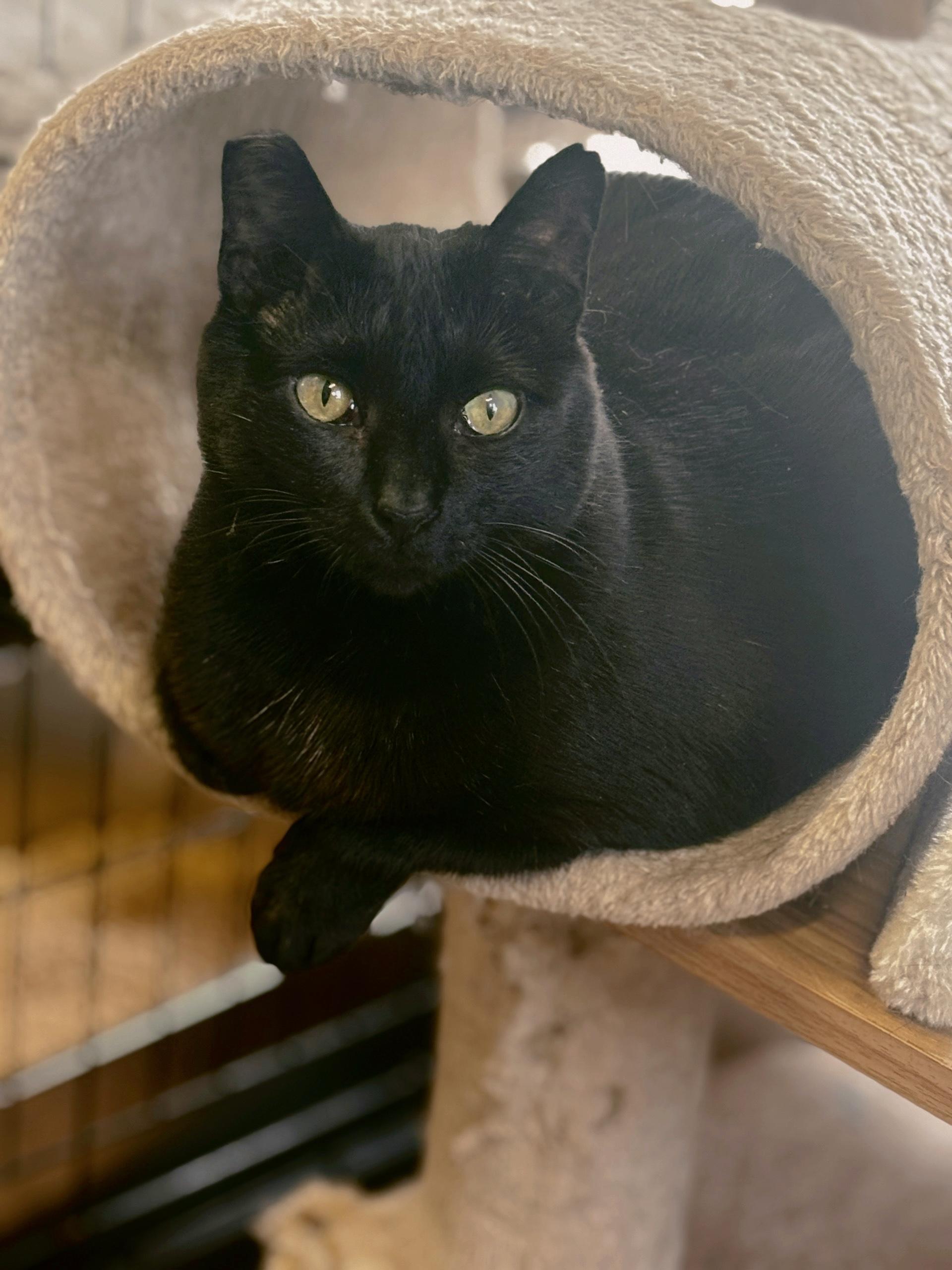Merleaux, a ADOPTABLE Domestic Short Hair in Statesboro, GA image 1/2