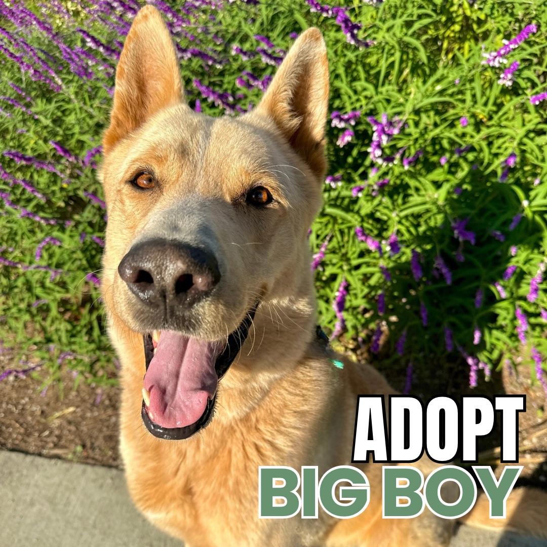 Big Boy — thumbnail 5