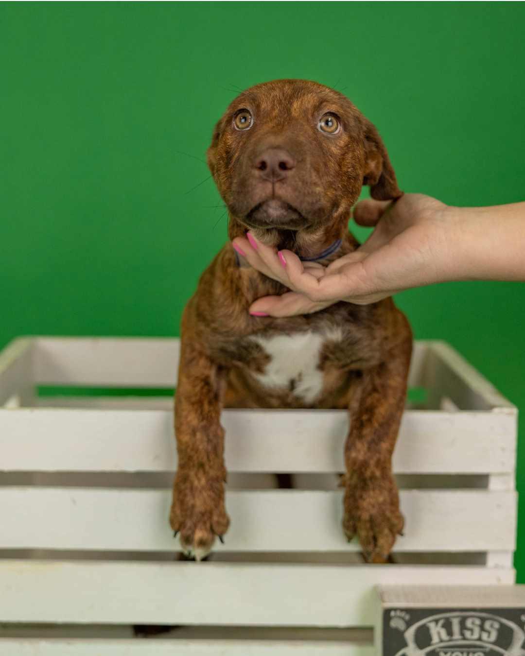 Enlarge 317-26, an adoptable mixed breed in Brighton, CO image 1/1