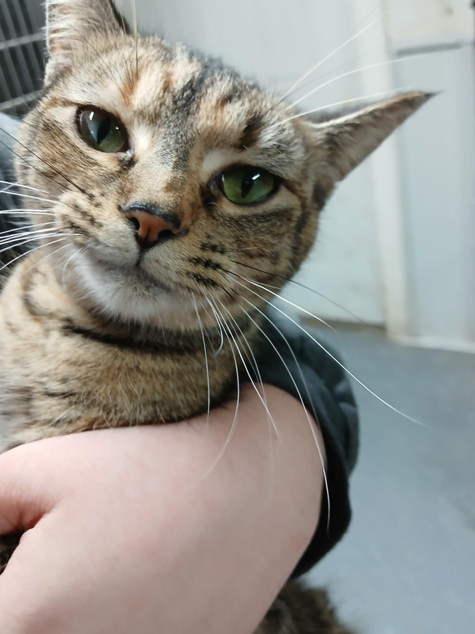 kayla, a Adoptable Domestic Short Hair in Princeton, IN image 2/2