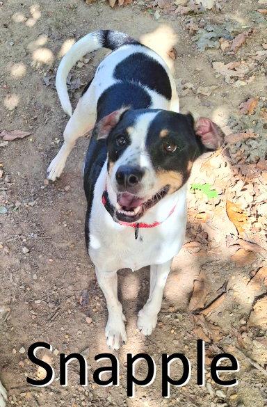Pepper, Adoptable, Adult Male Mountain Cur & Treeing Walker Coonhound.