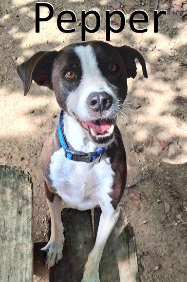Enlarge Pepper, a Adoptable mixed breed in Mountain View, AR image 2/3