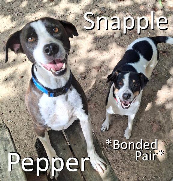 Enlarge Pepper, a Adoptable mixed breed in Mountain View, AR image 3/3