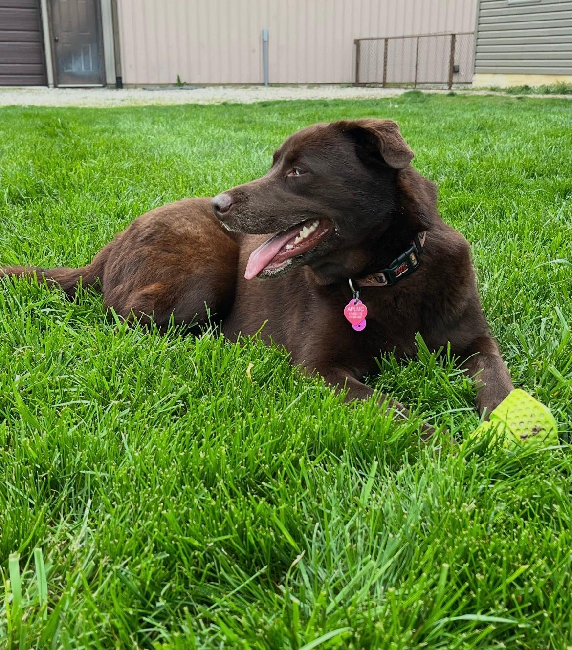 Koda!!, adopted, Young Male Chocolate Labrador Retriever.
