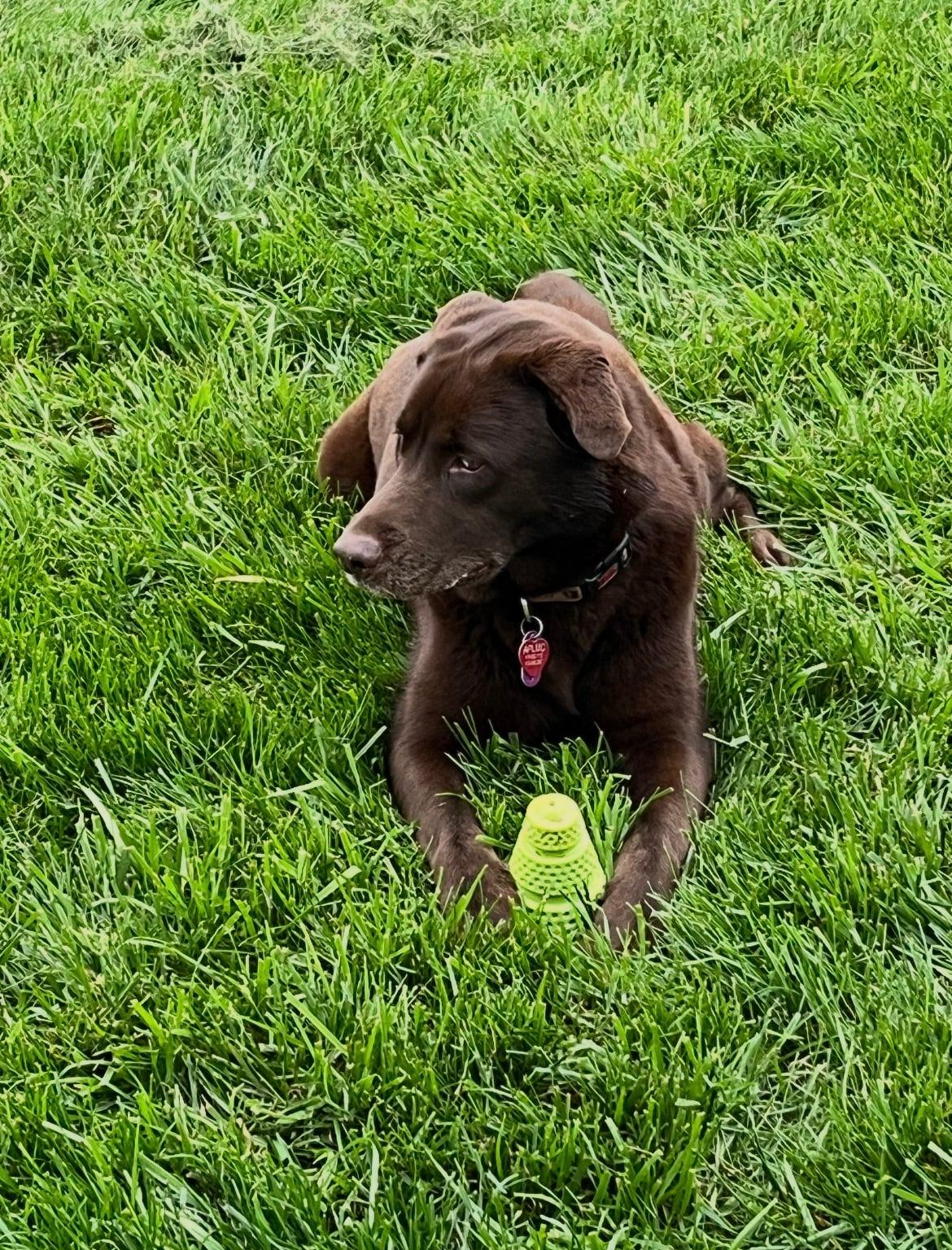 Enlarge Koda!!, an adopted mixed breed in Celina, OH image 4/5