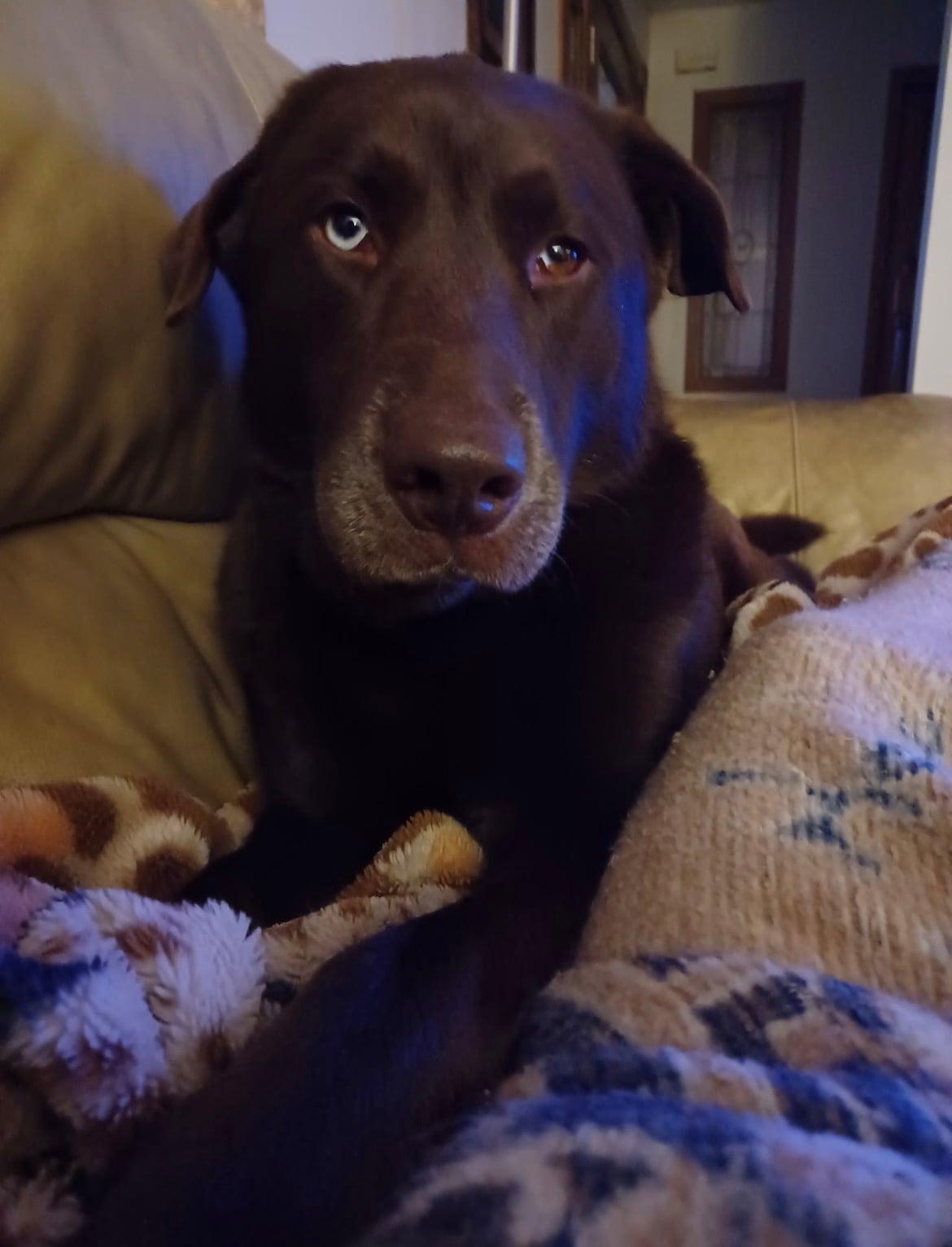 Enlarge Koda!!, an adopted mixed breed in Celina, OH image 2/5