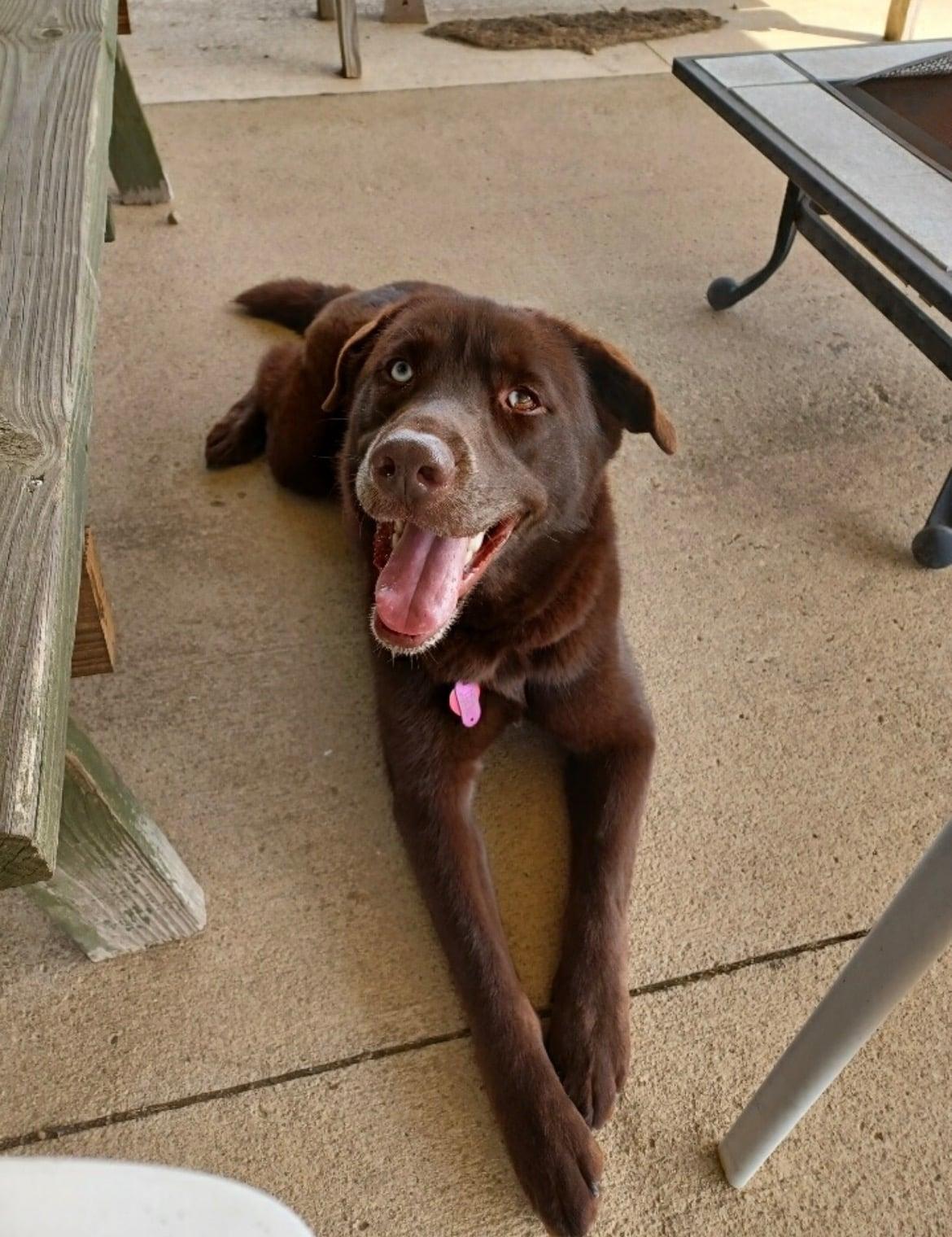 Enlarge Koda!!, an adopted mixed breed in Celina, OH image 3/5