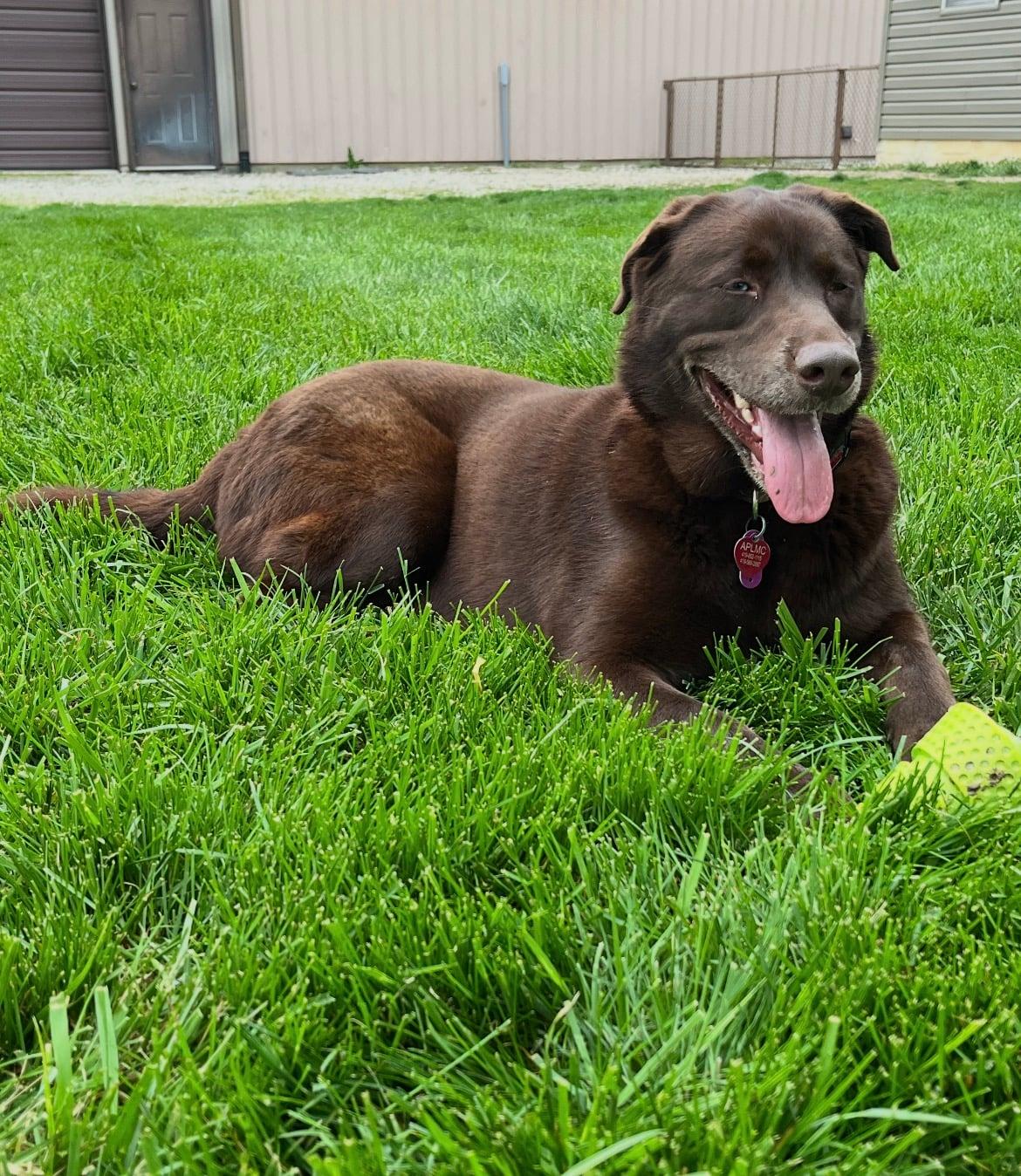 Enlarge Koda!!, an adopted mixed breed in Celina, OH image 5/5