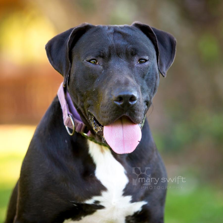 Lorenzo, Adoptable, Adult Male Pit Bull Terrier.