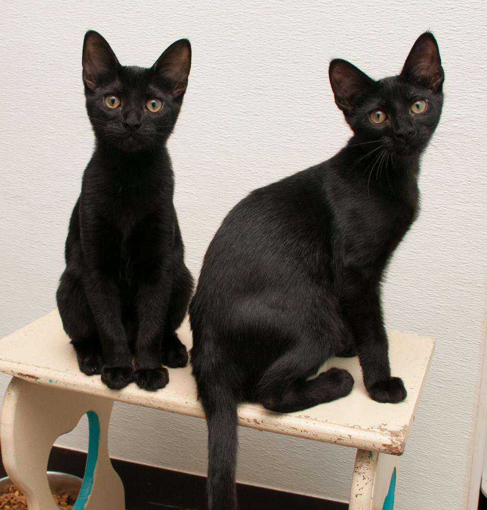 Darjeeling (gets adopted with Jasmine) photo 2