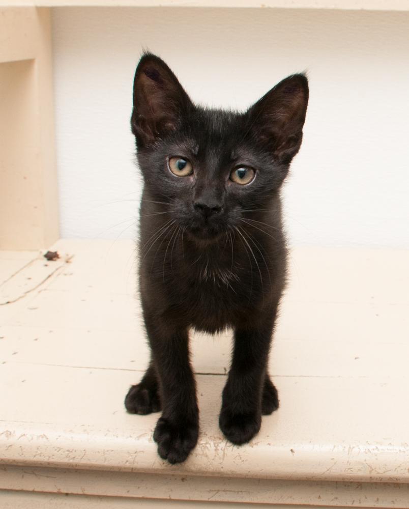 Darjeeling (gets adopted with Jasmine) photo 3