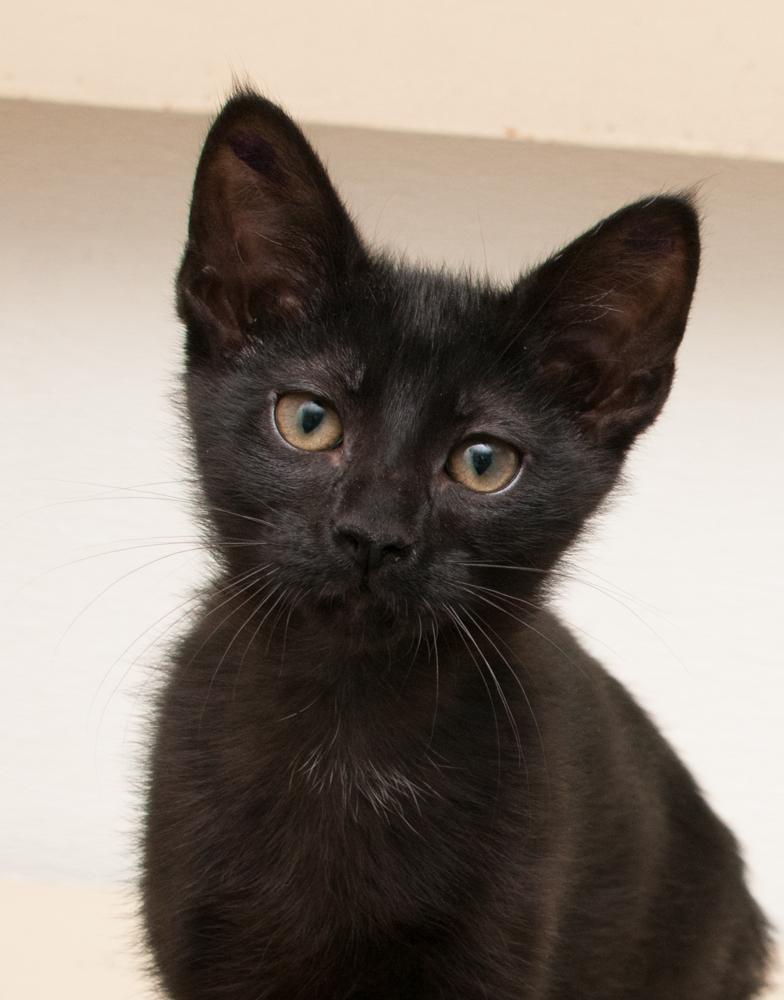 Darjeeling (gets adopted with Jasmine), Baby Female unknown