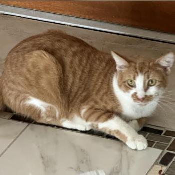 Sunflower, Adoptable, Adult Female Domestic Short Hair.