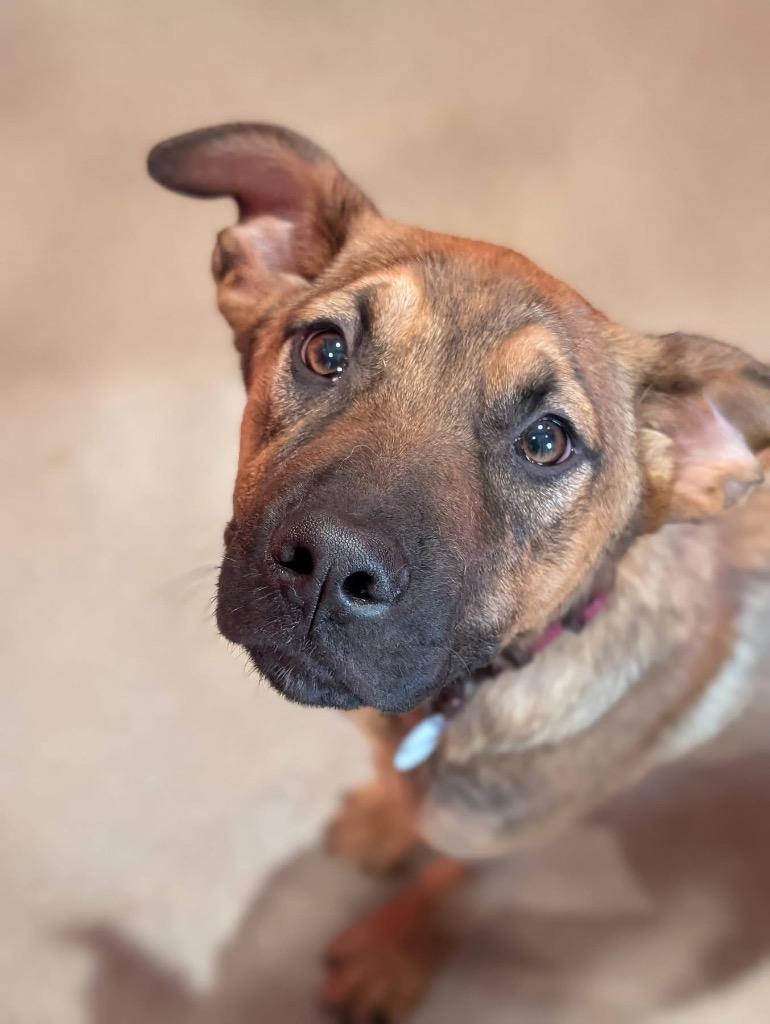 Rinse, Adoptable, Puppy Female Shepherd & Labrador Retriever.