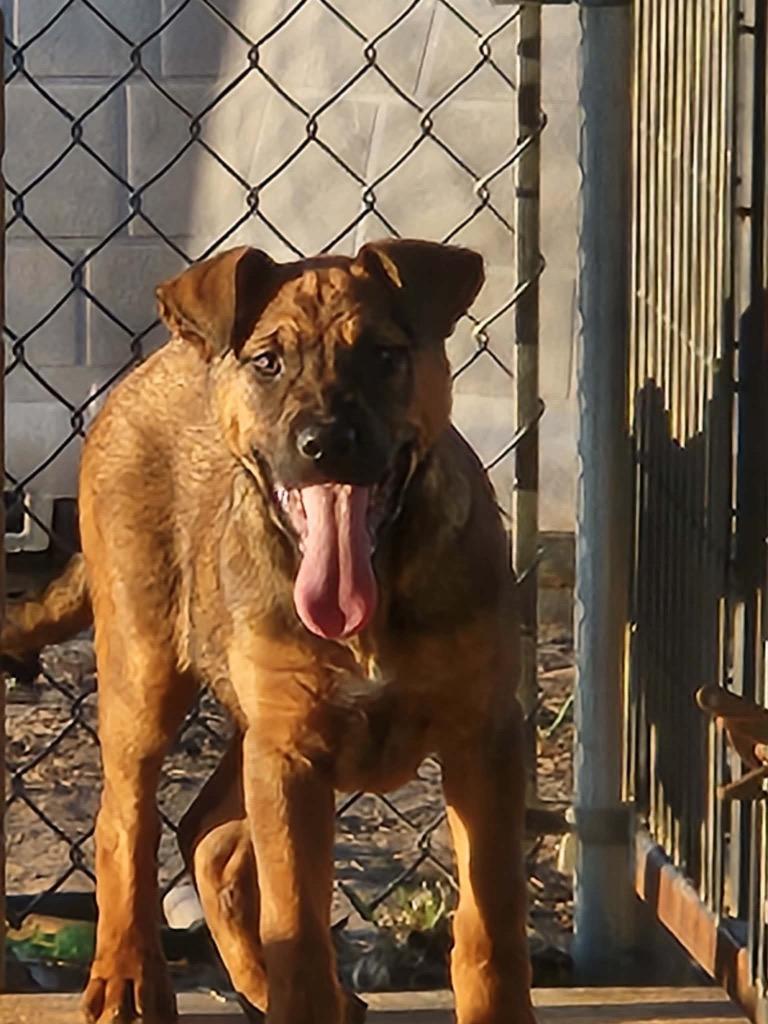 Enlarge Rinse, a Adoptable mixed breed in North Syracuse, NY image 2/2
