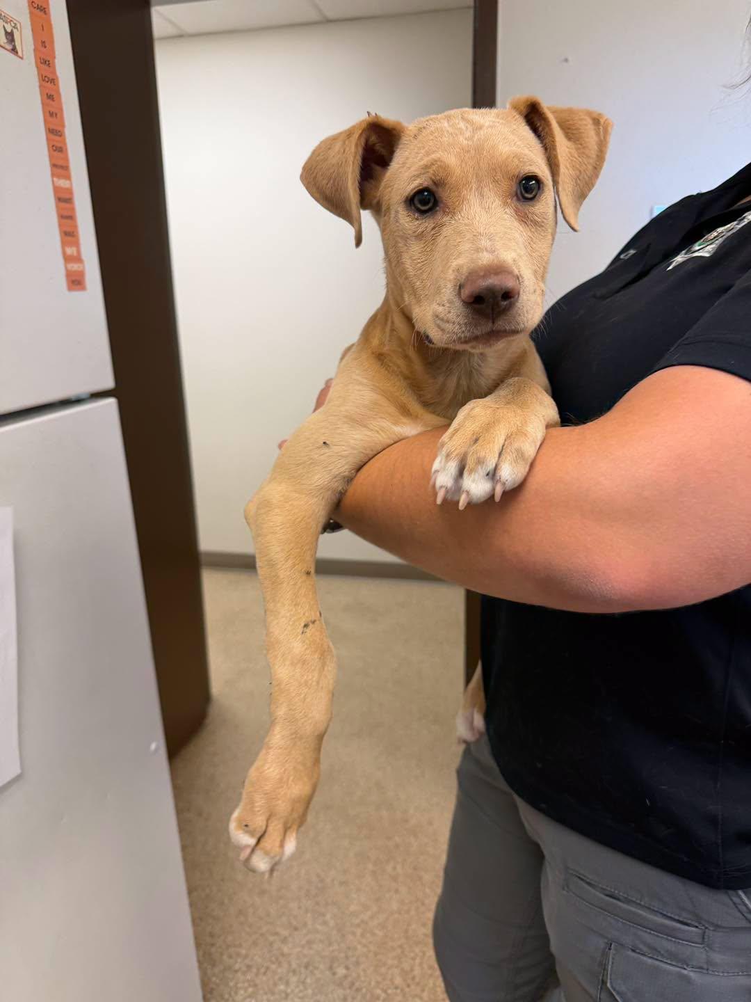 Enlarge Sonny, an adopted mixed breed in Gardnerville, NV image 1/1