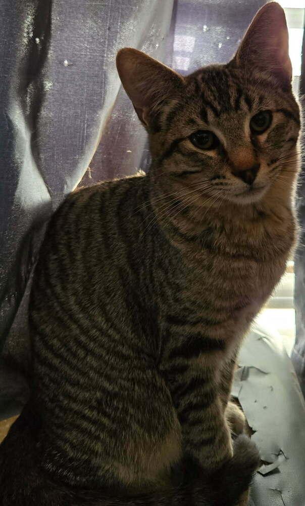 Slinky, Adoptable, Young Male Tabby.