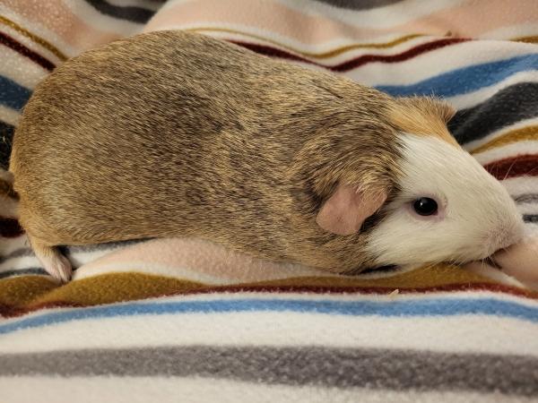 Enlarge Rick, a Adoptable Guinea Pig in Old Lyme, CT image 2/2