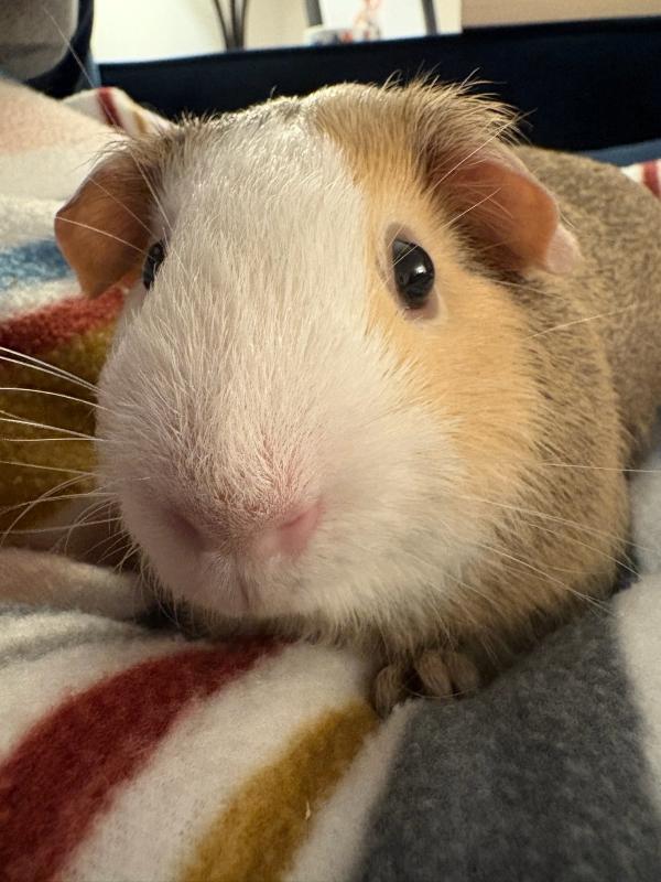 Enlarge Rick, a Adoptable Guinea Pig in Old Lyme, CT image 1/2