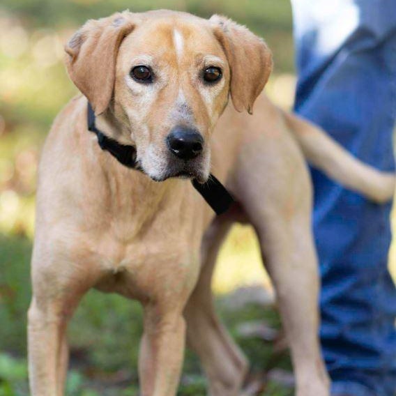 Enlarge Zane, a Adoptable mixed breed in Ravenna, KY image 1/3