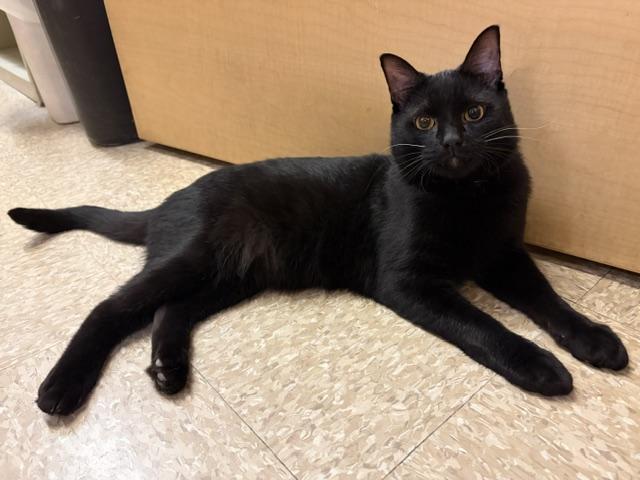 Enlarge BLAZE, a Adopted Domestic Short Hair in Waldorf, MD image 1/1
