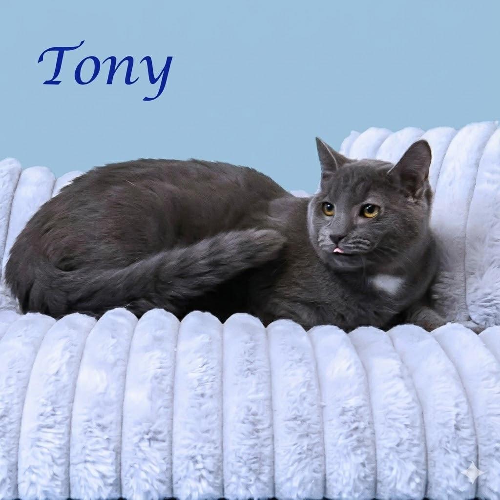 Enlarge Tony C25-319, a Adoptable Domestic Short Hair in Lebanon, TN image 1/5