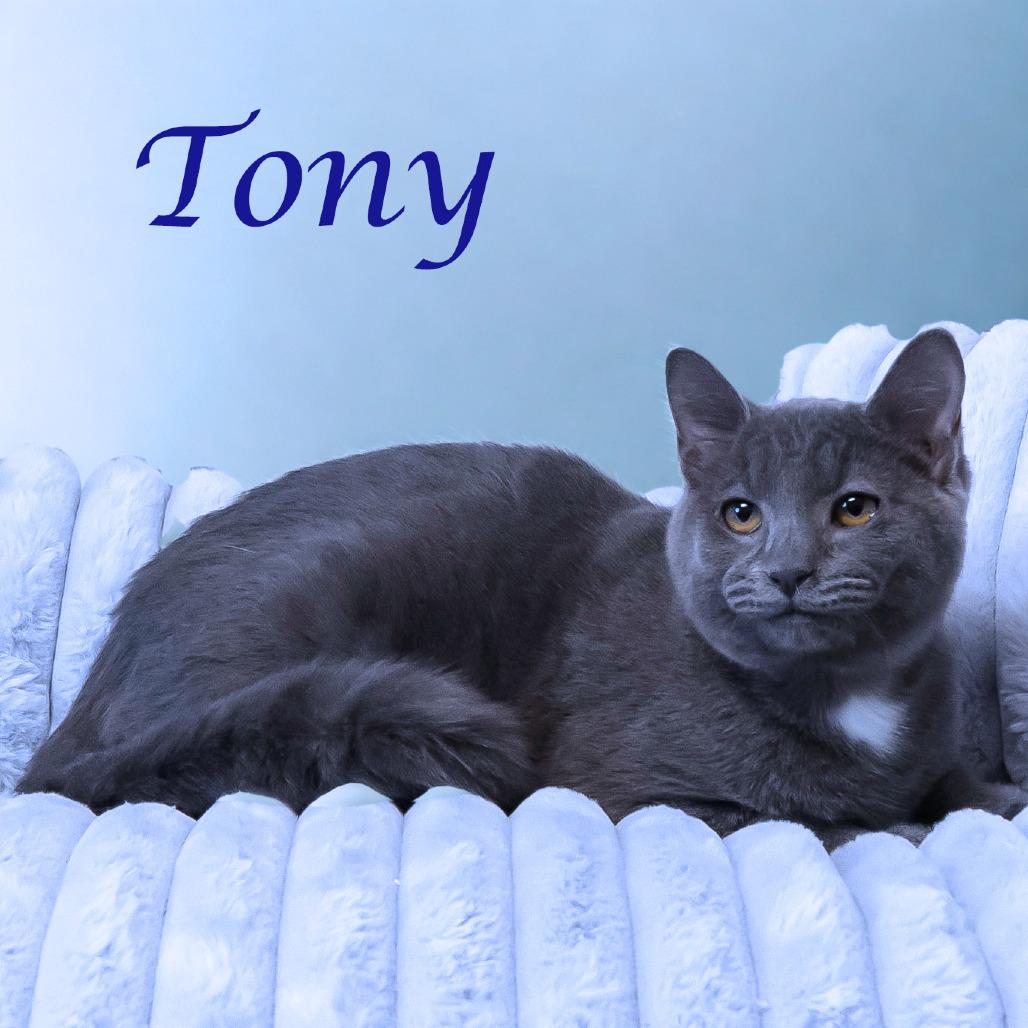 Enlarge Tony C25-319, a Adoptable Domestic Short Hair in Lebanon, TN image 3/5