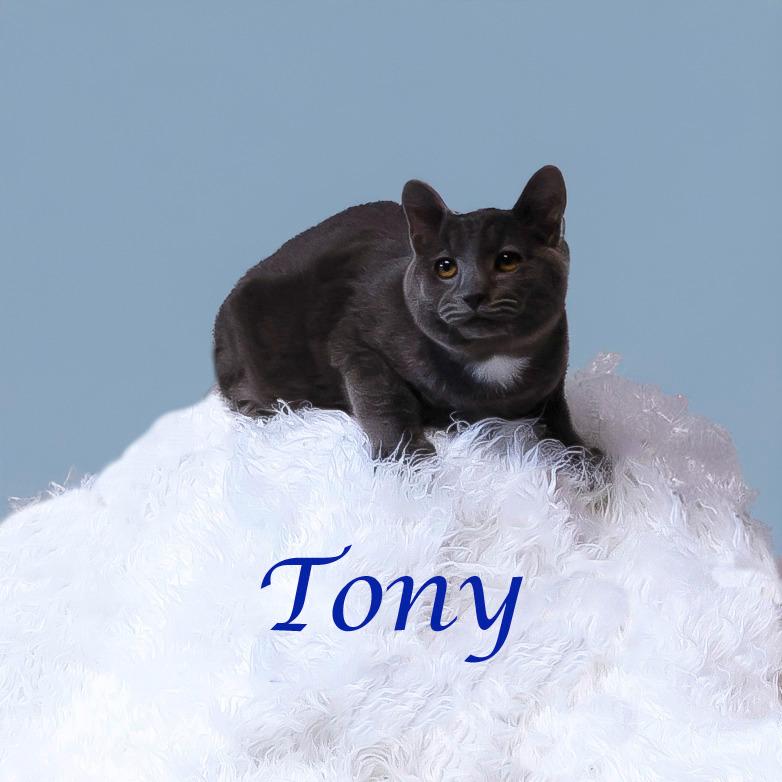 Enlarge Tony C25-319, a Adoptable Domestic Short Hair in Lebanon, TN image 4/5