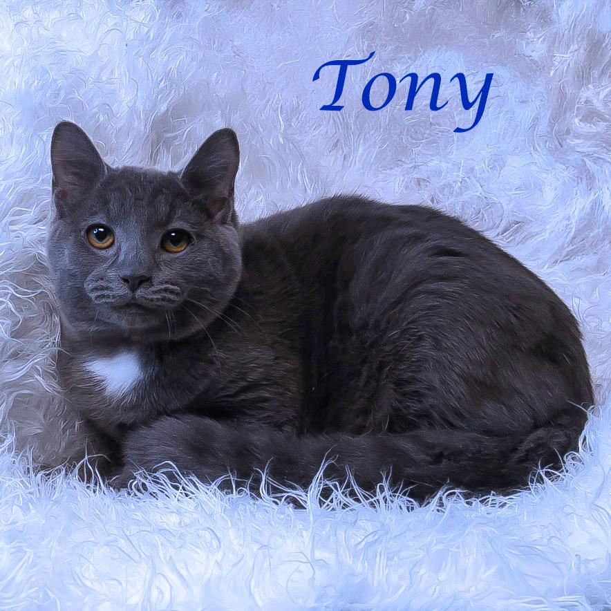 Enlarge Tony C25-319, a Adoptable Domestic Short Hair in Lebanon, TN image 5/5