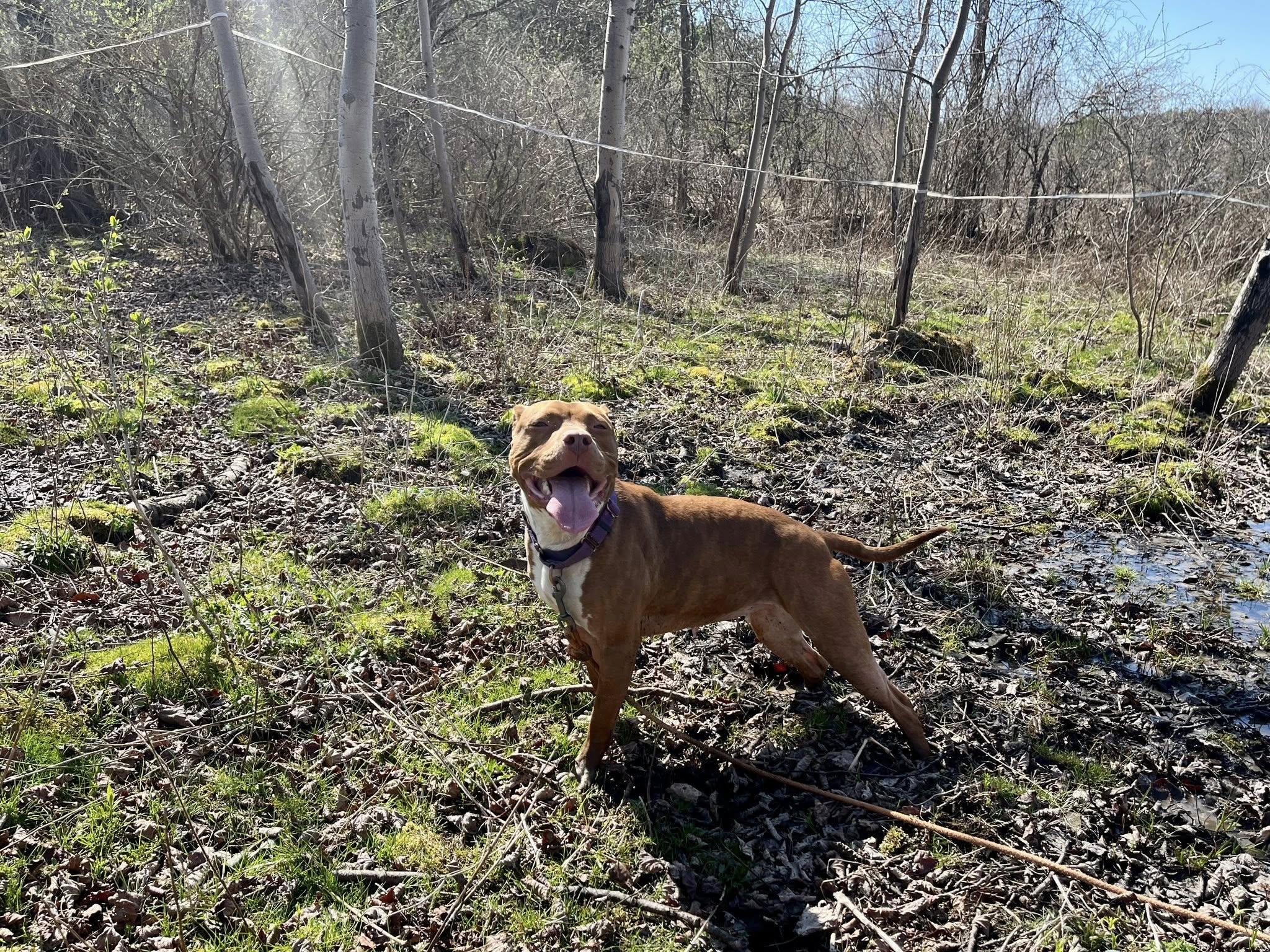 Enlarge Loca, an adoptable American Staffordshire Terrier in Elkland, PA image 3/6