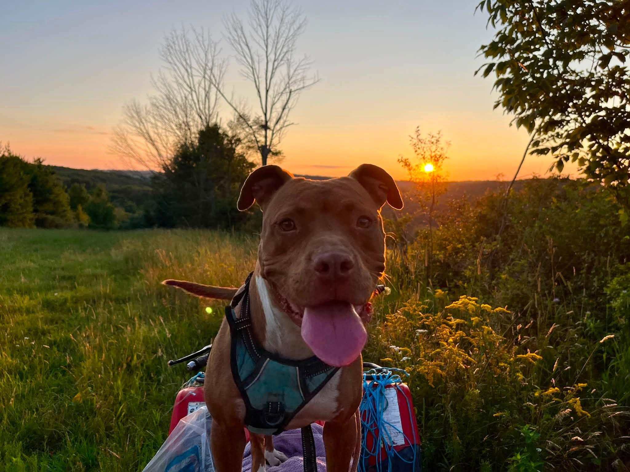 Loca, adoptable, Young Female American Staffordshire Terrier.
