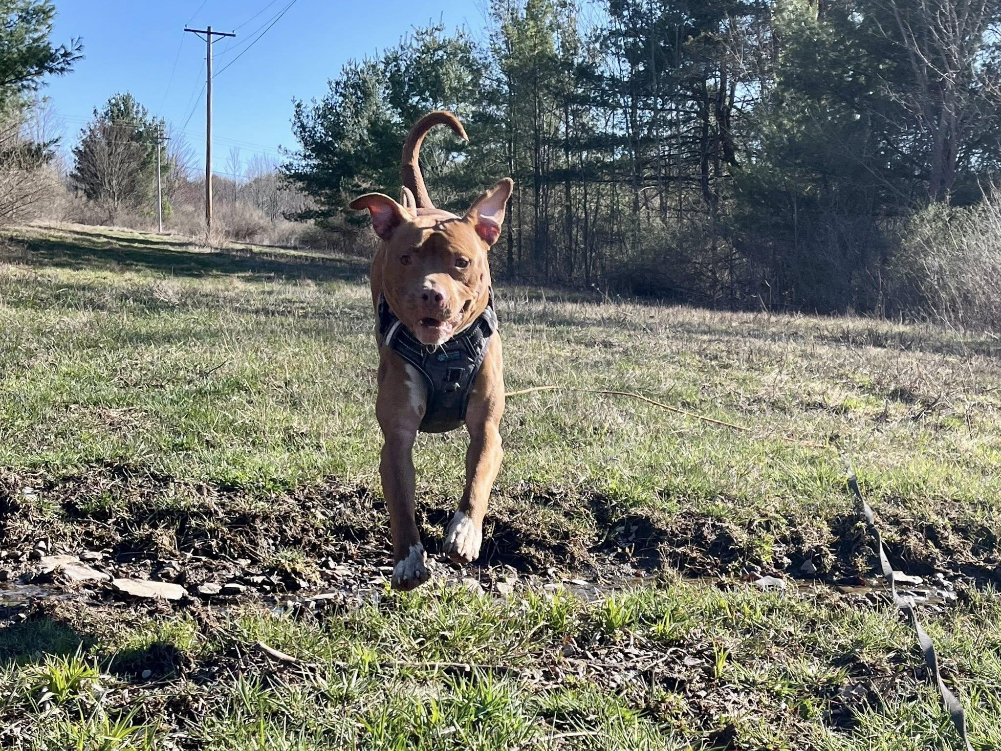 Enlarge Loca, an adoptable American Staffordshire Terrier in Elkland, PA image 6/6