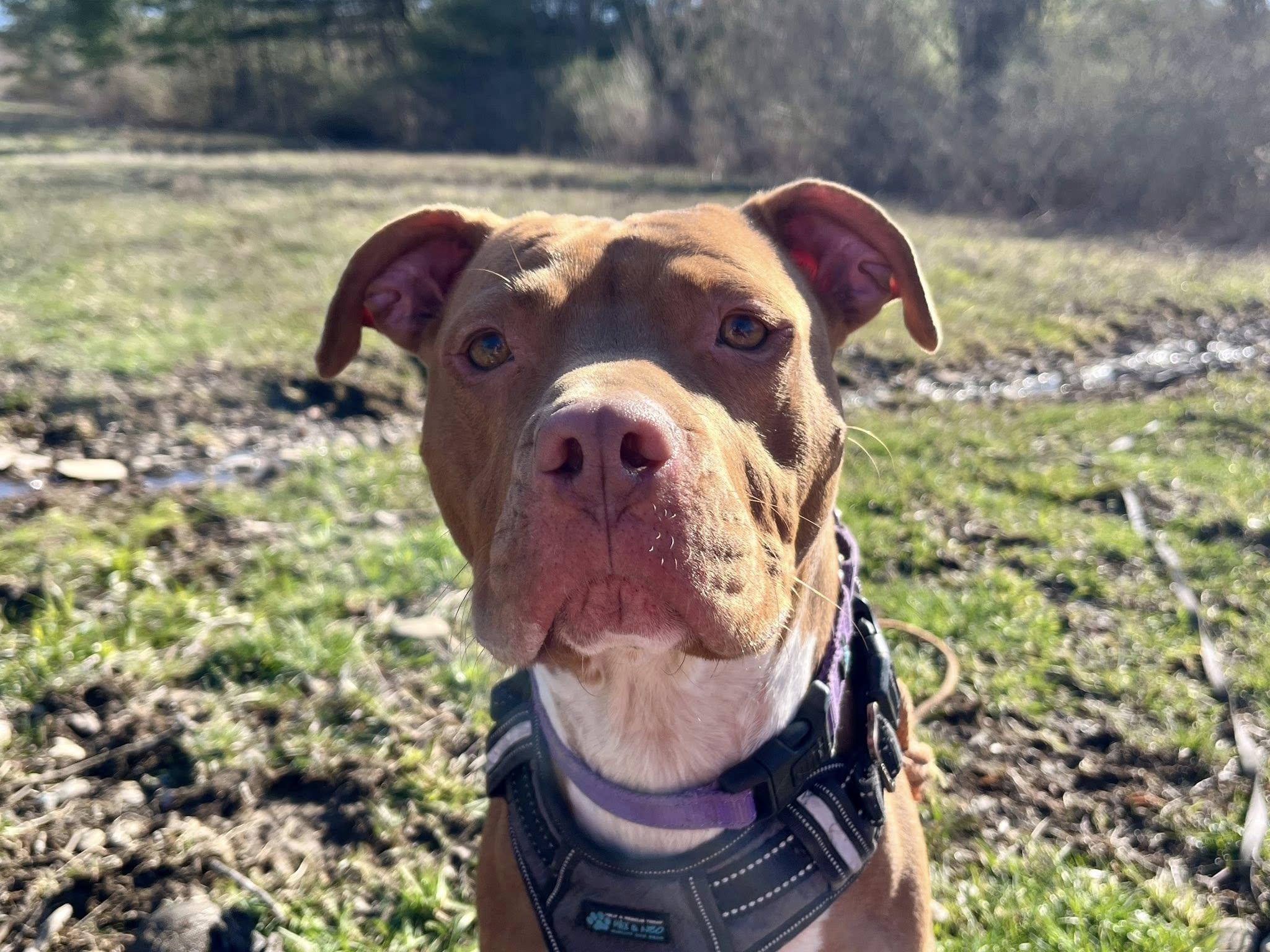 Enlarge Loca, an adoptable American Staffordshire Terrier in Elkland, PA image 5/6